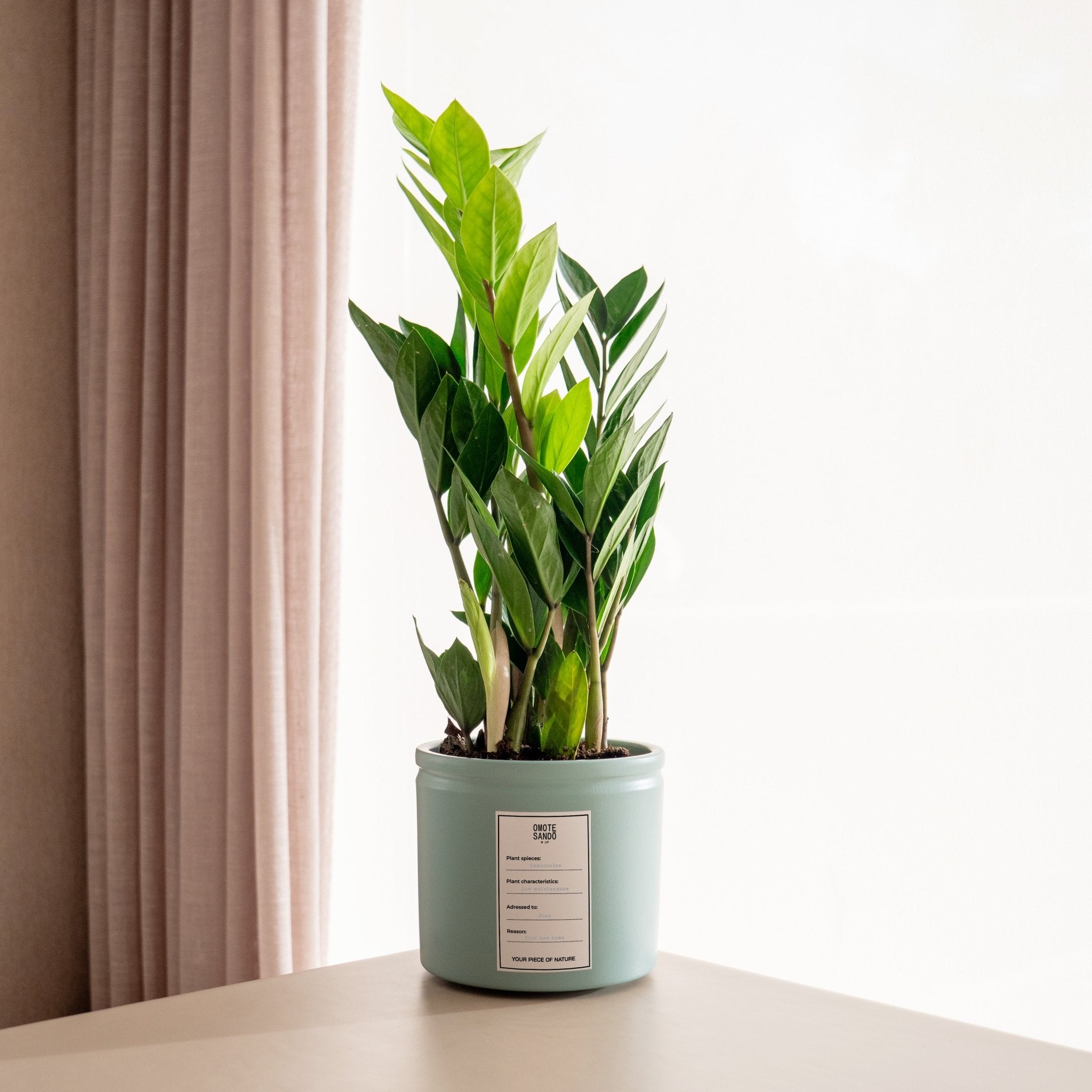 zamia plant indoor Zamioculca · Buy plant with message · Omotesandō Plants
